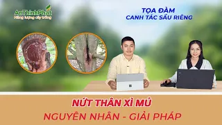 NỨT THÂN XÌ MỦ TRÊN CÂY SẦU RIÊNG | NGUYÊN NHÂN - GIẢI PHÁP | An Thịnh Phát