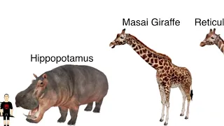 African Animals Size Comparison without music