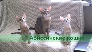 Абиссинские кошки.