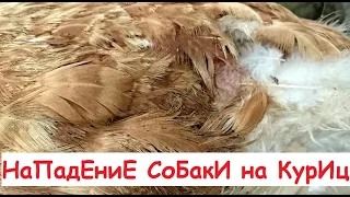 Нападение собаки на куриц... не Жесть!..или как у нас появилась собака