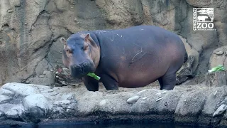 What to Expect with Fiona, Fritz and Bibi as the Hippo Family Gets Together - Cincinnati Zoo