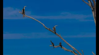 Coolmunda Dam Video