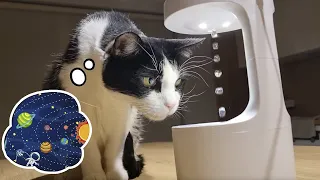 Cat React to Anti-Gravity Water Drop Illusion