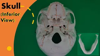 Skull Inferior View