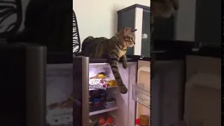 голодный кот