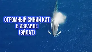 Огромный синий кит в Израиле на красном море