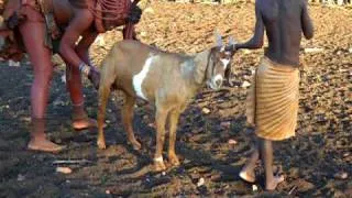 a himba milking a goat