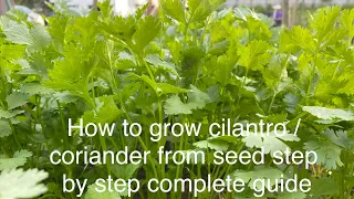 How to grow cilantro/coriander from seed,step by step guide, grow one time & harvest all season Long