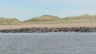 Ythan Estuary Grey Seals