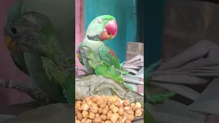 talk my smart parrot 🦜#trending #aymittu#viral #parrot #mittuparrot #video #shorts #youtube #on