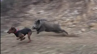 Avda Baş Döndüren Adrenalin / A dizzying adrenaline in hunting