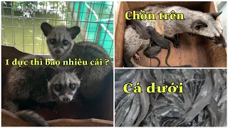 Nuôi Chồn Hương Kết Hợp Với Nuôi Cá Giúp Giảm Chi Phí Trong Chăn Nuôi|Góc Chăn Nuôi