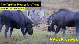 The Top Five Moose: Part Three
