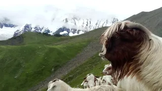 आउनुस् , एकै छिन लेकको भेडीगाेठतिर जाउँ । Himalayan Sheepcote@Mr.Rituraj