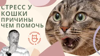 Стресс у кошки. Причины. Чем помочь.