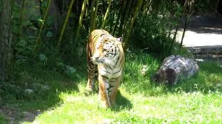 Leanne the Sumatran  tiger roaring at the San Francisco Zoo