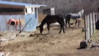 Лошадь защищает жеребенка
