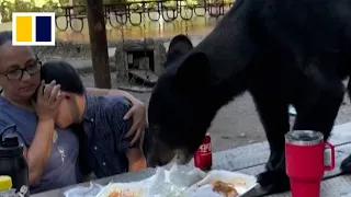 Bear crashes family picnic in Mexico