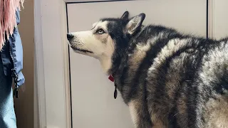 Husky Has His Nan Wrapped Around His PAW!