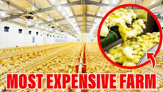 Million Dollar Chicken Farms EXIST.. Here's What You Need To Know!