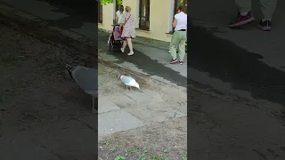 большая чайка 😎😎😎