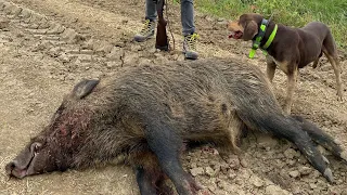 Ovada, sazda domuz avı.  Wild Boar Hunting 2020