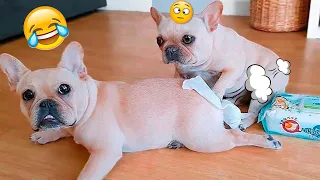 Funny And Cute Dog Videos That Make You Laugh 😁 - Funny Pets Reactions 🐶