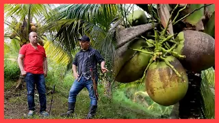 ASI ES EL CULTIVO DE COCO EN COLOMBIA