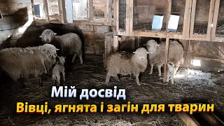 🇺🇦 Вівці, ягнята і загін для тварин - мій досвід