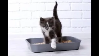 ★★ Как приучить котенка к лотку быстро. Как приучить кота к туалету за 1 месяц