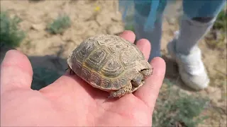 Не многие видели такого поиска грибов! В степь Казахстана за грибами!