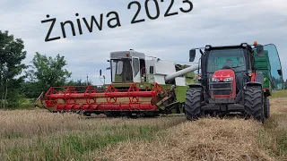 Żniwa  pszenżyta  ozimego  Fortschrittem e517 🚜🚜🚜