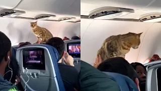 First Class Kitty Got Loose During Ascension