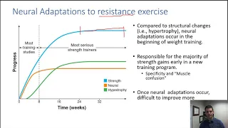 Hypertrophy vs Neural Adaptations