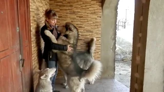 В гостях у Маламутов. Норис, Шаня и Мелвин. Visiting the Malamutes. Noris, Shan and Melvin