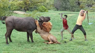 Hungry lions recklessly attack wild buffalo herds - wild animal fight