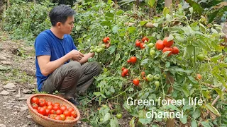 Before tomatoes fall and vegetables age. I sold out at the market. Robert | Green forest life (ep274