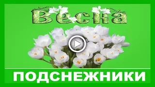 Подснежники первые весенние цветы