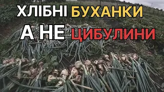 ТАКОЇ ЩЕ НЕ БУЛО/Врожай цибулі 2023 НА ПОЛІССІ/Фінальний випуск