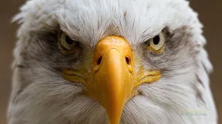 🦅 5 best eagle attacks caught on camera