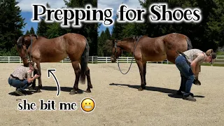 Training my Mustang for the Farrier (lol she bit me?!) #mustangtraining #horsetraining #barnvlog