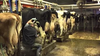 Milking time at Mosnang Holsteins.