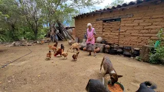 "Estoy solita pero no me da miedo , los perritos me cuidan 🤗"|Tía Francisca.