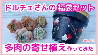 【多肉植物】ドルチェさんの福袋セットで寄せ植え/リメイク鉢