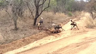 DEVASTATING Scene as Wild Dogs kill impala