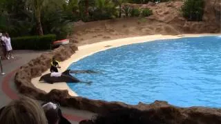 шоу дельфинов Лоро парк (Loro Parque Tenerife) 2013 часть 2