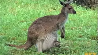 Kangaroo Kids (Joeys) at Brookfield Zoo