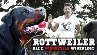 ROTTWEILER - Ein aggressiver Kampfhund? Informationen zur Rasse & Training