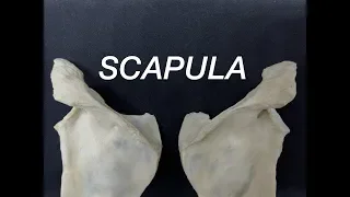 SCAPULA - GENERAL FEATURES AND ATTACHMENTS