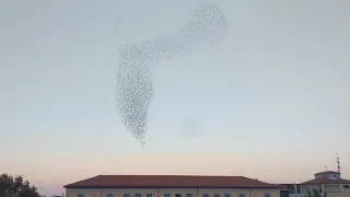 Stormi di uccelli danzanti -  Lanciano, Abruzzo